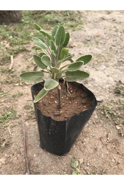 Adaçayı Şalba Fidanı 15-25 Cm Salvia Officinalis ürün görseli 1