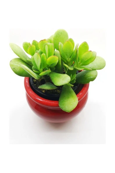 Crassula Ovata, Şans Para Ağacı Çiçeği Fidanı 10-20 cm ürün görseli 1