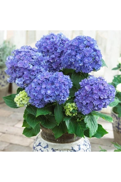 Canlı Ortanca Çiçeği Fidanı Koyu Mavi 10-20 cm ürün görseli 1