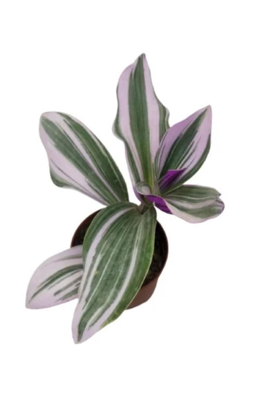 Saksıda Tradescantia Nanouk Telgraf Çiçeği 10-20 cm ürün görseli 1