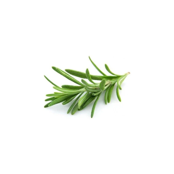 Biberiye Fidanı 20-30 cm Rosmarinus Officinalis 15 Adet ürün görseli 1
