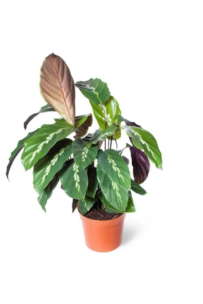 Calathea Louisae Dua Çiçeği 10-20 cm ürün görseli 1