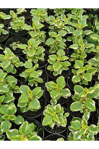 Kokulu Benjamin Çiçeği 1 Adet Saksılı (Plectranthus Forsteri) ürün görseli 1