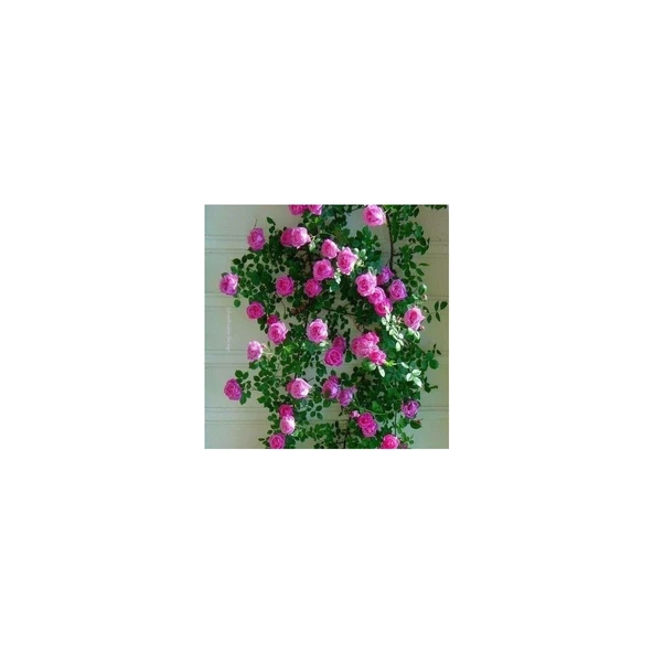 Koyu Pembe Yediveren Sarmaşık Gül Fidanı 20-40 cm ürün görseli 1