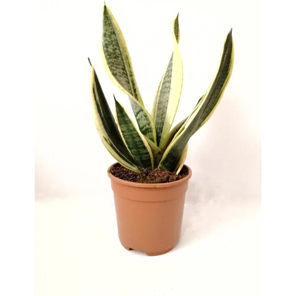 Sarı Çizgili Paşa Kılıcı Sansevieria ürün görseli 1