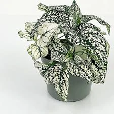 Saksıda Beyaz Hypoestes Bitkisi Hostes Fittonia Çiçeği ürün görseli 1