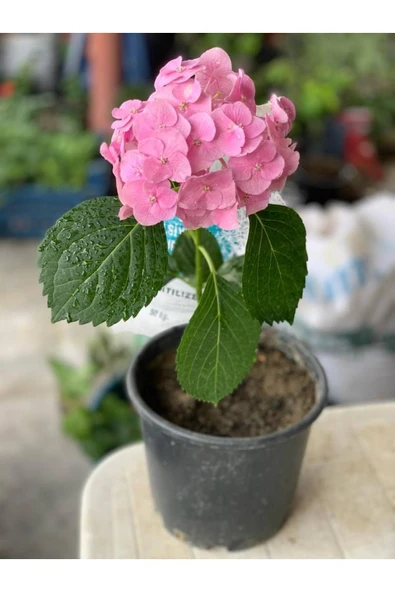 Pembe Ortanca Fidanı 2 Adet 10-20 cm ürün görseli 1