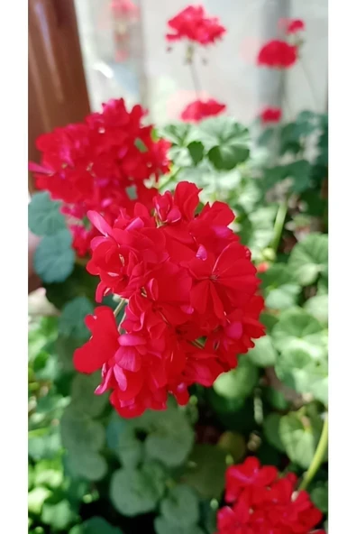 Sardunya Çiçeği Fidanı Kırmızı 10-20 cm ürün görseli 1