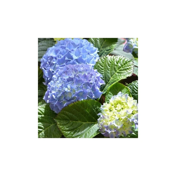 Mavi Ortanca Fidanı Hydrangea Mocnophylla 10-20 cm ürün görseli 1