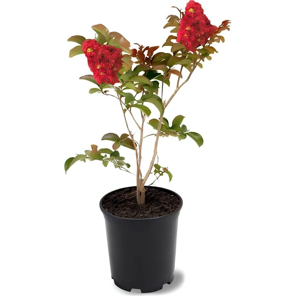 Kırmızı Renk Oya Ağacı Fidanı 1 Adet 40-80 cm ürün görseli 1