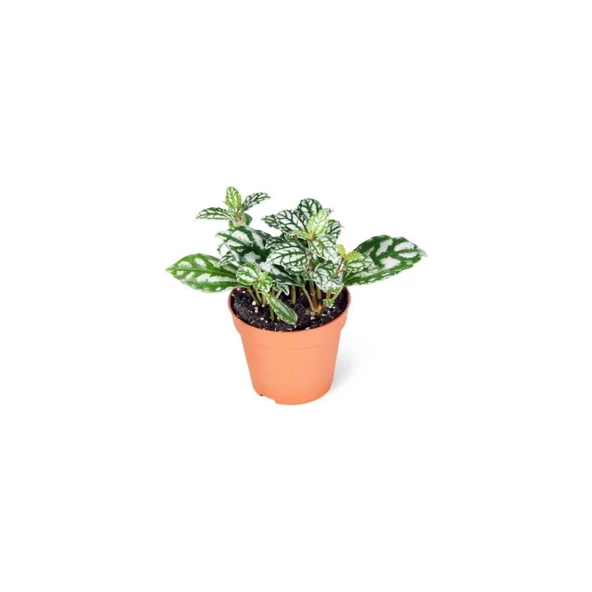 Pilea Cadierei - Karyağdı Çiçeği - Ev Ofis Salon Iç Mekan Bitkisi - 10 cm ürün görseli 1