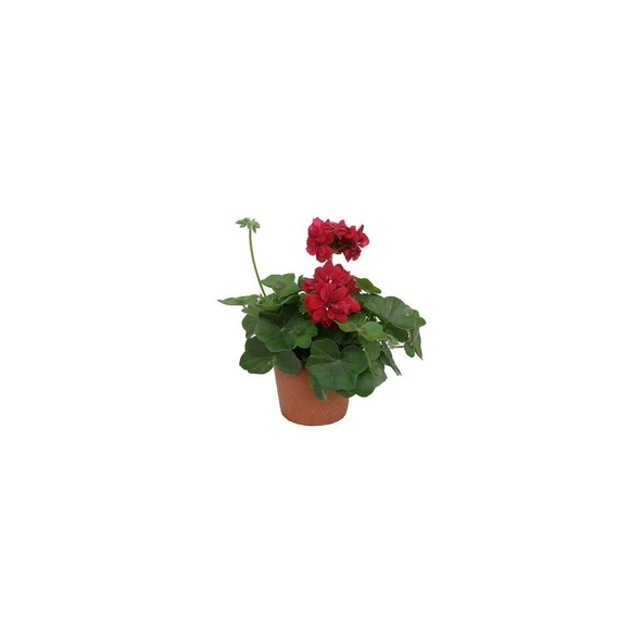 Biorganix Sakız Sardunya Fidanı Kırmızı 10-20 cm ürün görseli 1