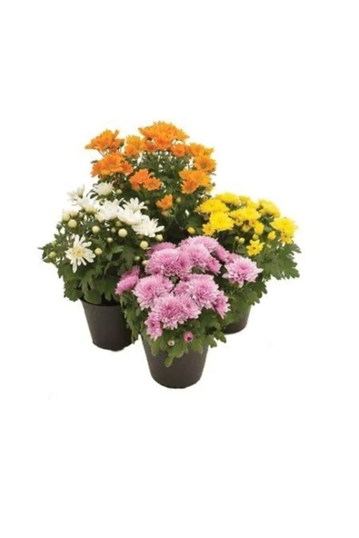 Karışık Renk Kasımpatı Çiçeği Fidanı 1 Adet 10-20 cm ürün görseli 1