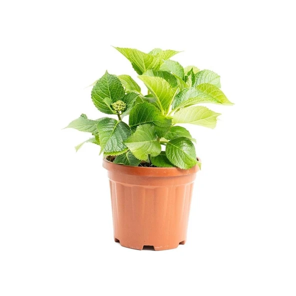 Ortanca Fidanı Saksılı 10-20 cm ürün görseli 1