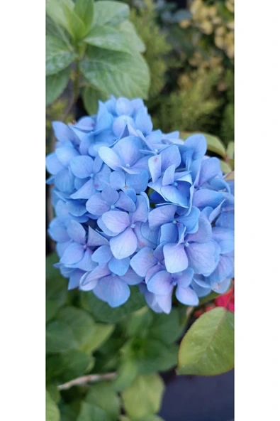 Mavi Ortanca Fidanı Hydrangea Macrophylla 10-20 cm ürün görseli 1