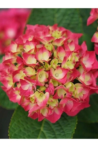 Hydrangea macrophylla Ebruli Ortanca Fidanı 10-20 cm ürün görseli 1