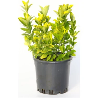 Gold Taflan Fidanı 20- 30 cm ürün görseli 1