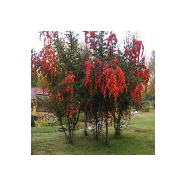 Ateş Dikeni Fidanı 30-60 cm ürün görseli 1