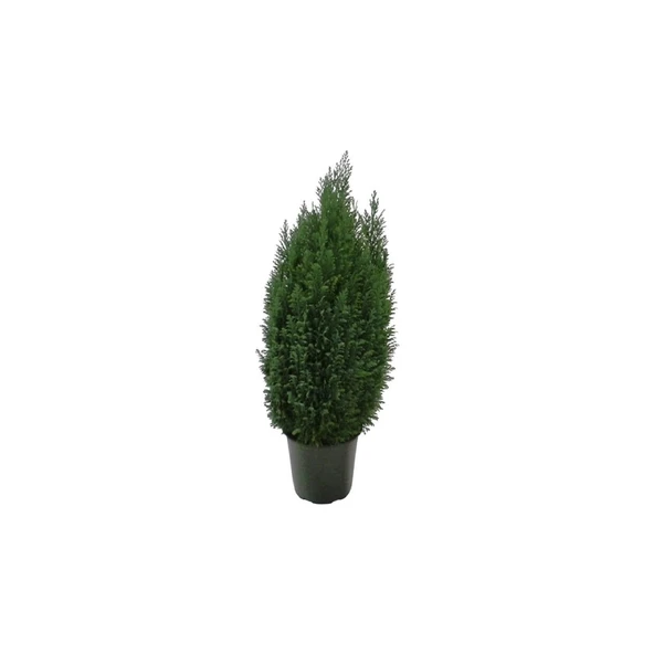 Peyzaj Salon Çamı Elwoodi Çamı 20-25 cm Ev Ofis Bitkisi Salon Bitki ürün görseli 1