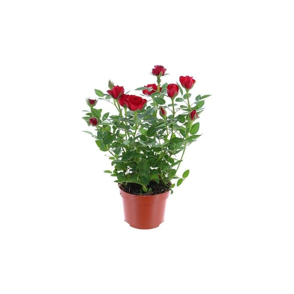 Yediveren Kırmızı Gül Fidanı 1 Adet 30-50 cm Yediveren Red Rose ürün görseli 1