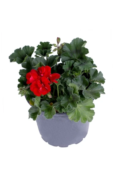 Sardunya Çiçeği Fidanı Saksı'da Pelargonium Kırmızı Renk 10-20 cm ürün görseli 1