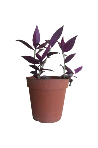 Mor Telgraf Çiçeği-Tradescantia Küçük Boy ürün görseli 1
