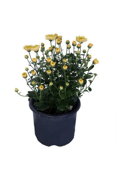 Kasımpatı Fidanı Sarı Renk Krizentem Çiçeği 10-20 cm ürün görseli 1