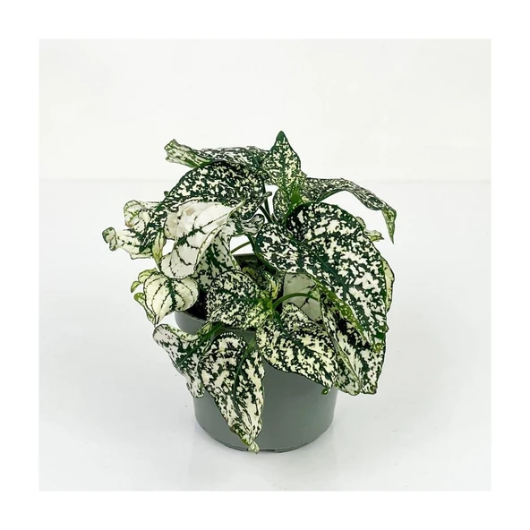 Saksılı Fittonia Hostes Çiçeği Çilli Yeşil Beyaz Puanteli 10-20 cm ürün görseli 1