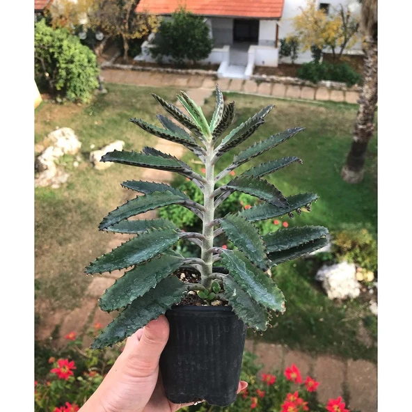 Aşkın Gözyaşı Çiçeği Fidanı 10-20 cm ürün görseli 1
