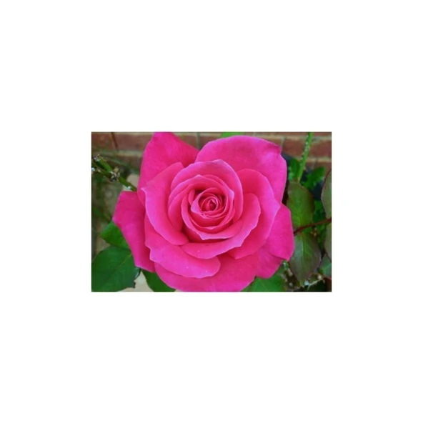 Pembe Gül Fidanı Yediveren Kokulu 10-20 cm ürün görseli 1