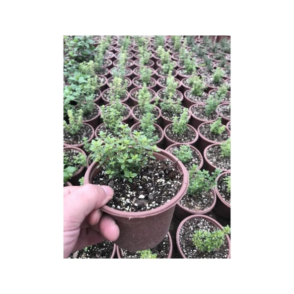 Kekik Fidanı 10-20 cm 5 Adet Thymus Vulgaris ürün görseli 1