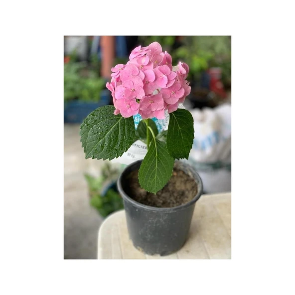 Ortanca Fidanı Hydrangea Mocnophylla 10-20 cm ürün görseli 1