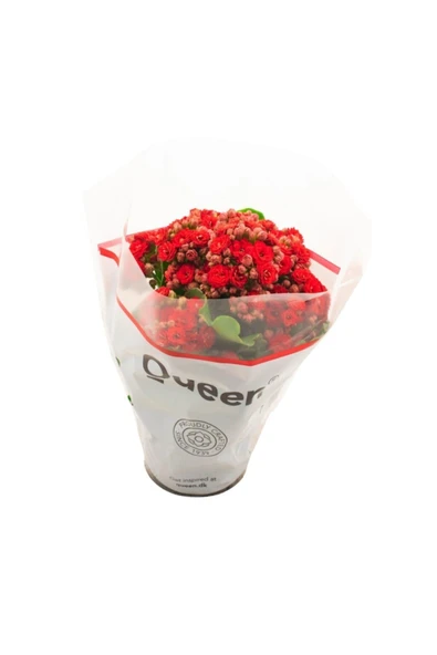 Kalanşo Çiçeği Kalanchoe (emel Hanım) Çiçeği Kırmızı Renk 10-20 cm ürün görseli 1