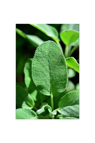 Tıbbi Adaçayı Salvia Officinalis 10-20 cm ürün görseli 1