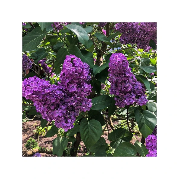 Mor Leylak Fidanı 10-20 cm ürün görseli 1