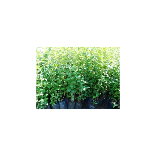 Kurtbağrı Ligustrum Bahçe Çit Set Fidanı 30 - 50 cm ürün görseli 1