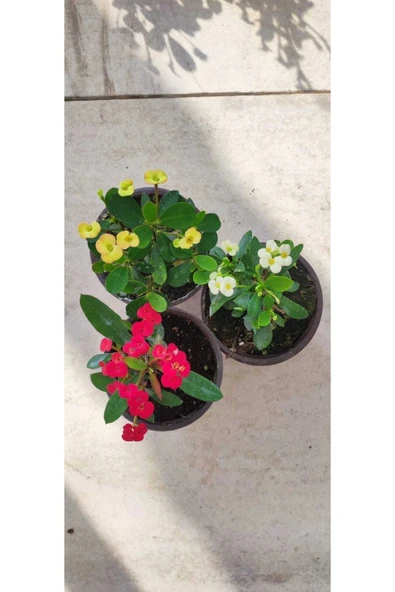 Dikenler Tacı Çiçeği Euphorbia Milli 3 Adet 10-20 cm ürün görseli 1