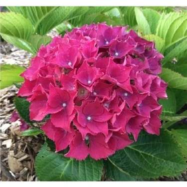 Canlı Ortanca Çiçeği Fidanı Koyu Pembe 10-20 cm ürün görseli 1