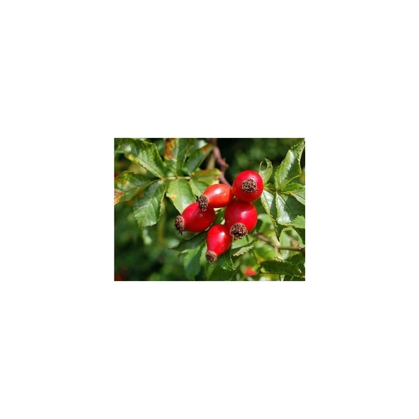 Kuşburnu Fidanı 10-20 cm ürün görseli 1