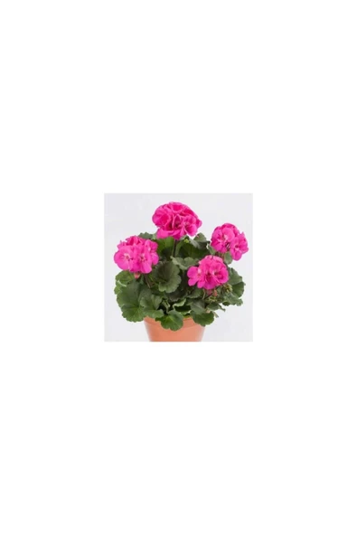 Fuşya Renk Sardunya Çiçeği Fidesi Fidanı 10-20 cm ürün görseli 1