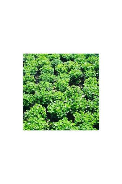 Kasımpatı Fidanı Krizantem Chrysanthemum 10-20 cm ürün görseli 1