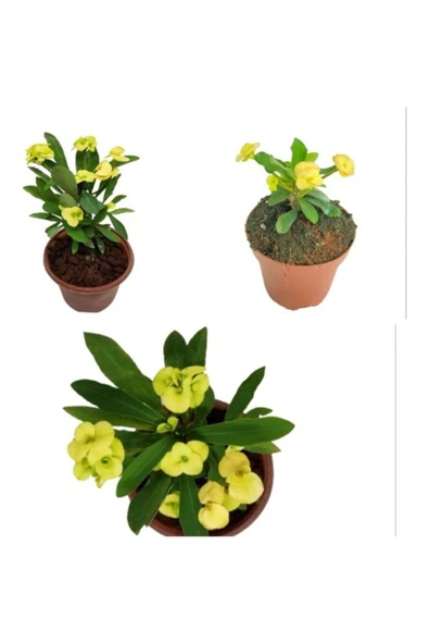 Sarı Dikenler Tacı Milli Fidanı 10-20 cm 1 Adet ürün görseli 1