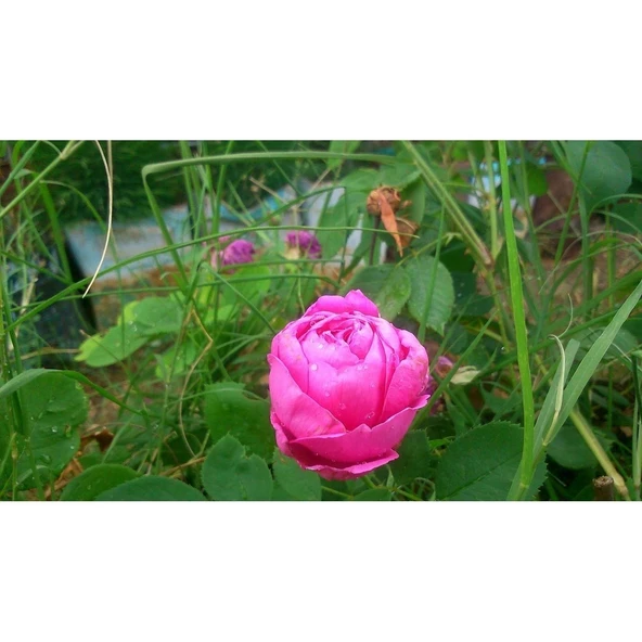Yediveren Isparta Gülü (Şam Gülü, Damask Rose, Reçellik Gülü) ürün görseli 1
