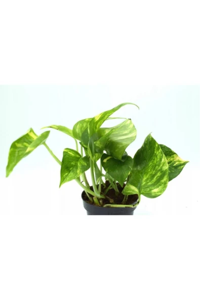 Küçük Patos Bitkisi (Golden Pothos) 10-20 cm ürün görseli 1