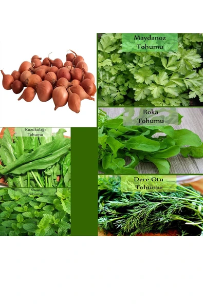 6 Paket Tohum No19 Kıska 1 Kg. Arpacık Soğan Maydanoz Roka Kuzukulağı Tohumu Dereotu Nane Tohumu ... ürün görseli 1