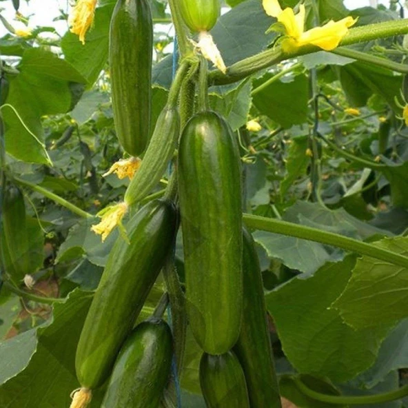 Köy Salatalığı Tohumu 5 gr Paket ürün görseli 1