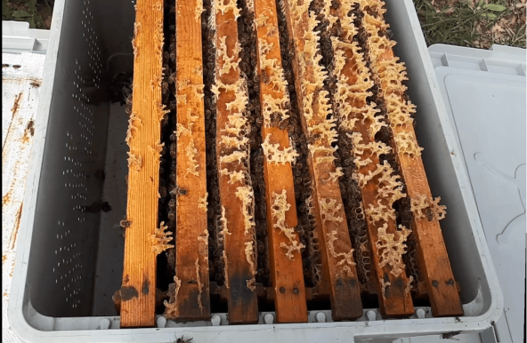 Paket Arı Taşıma Kutusu (8 Çerçeveli) Deliksiz ürün görseli 1