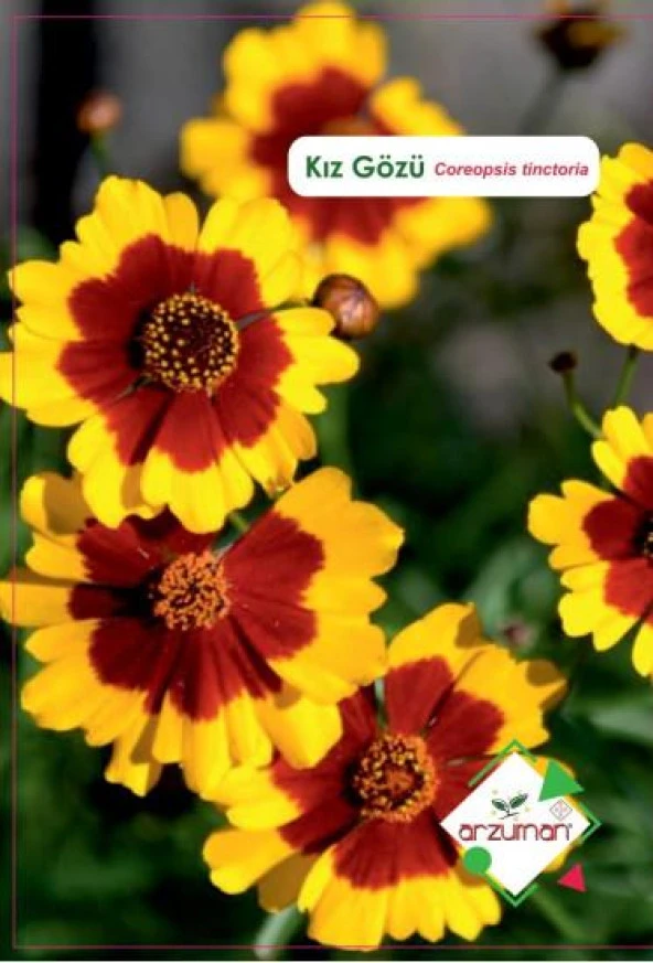 KIZ GÖZÜ ÇİÇEĞİ TOHUMU 100 ADET ürün görseli 1
