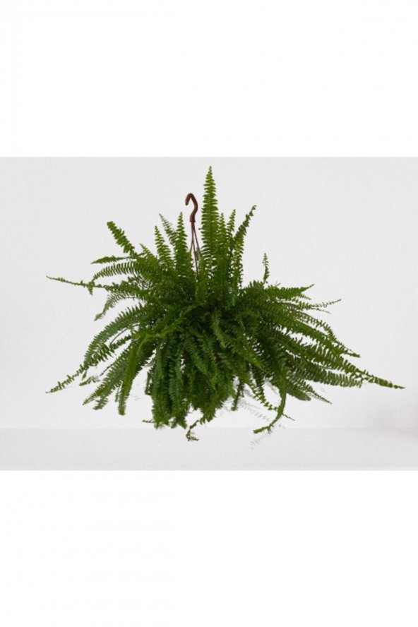Aşk Merdiveni Askılı Nephrolepis 30-40 cm ürün görseli 1