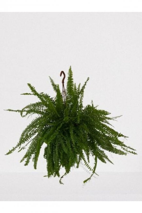 Aşk Merdiveni Askılı Nephrolepis 30-40 cm - Resim 2